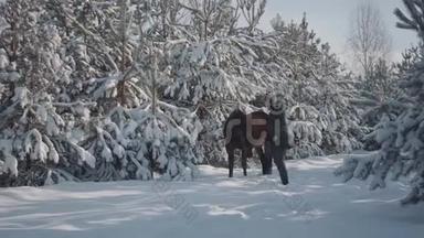 一个长着胡须的高个子男人，在冷杉树之间骑着一匹可爱的棕色纯种马。 动物的咀嚼皮带和人类试图